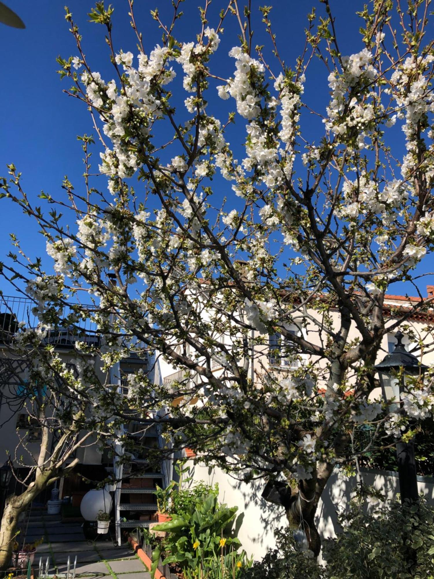 فيلا Pavillon Clara Flor براديس المظهر الخارجي الصورة